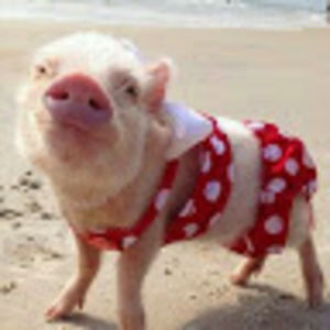 Meet your Posher, Lisa